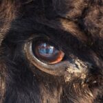 bigfoot-eye-staring