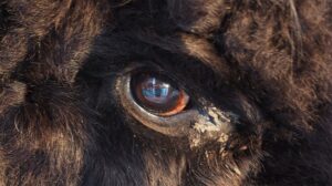 bigfoot-eye-staring