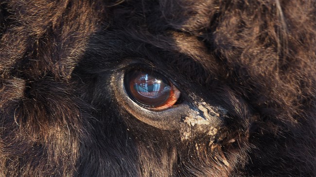 bigfoot-eye-staring