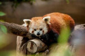 A Red Panda rests on a tree branch.