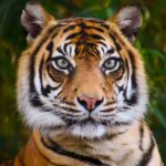 A tiger.