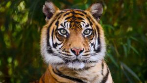 A tiger.