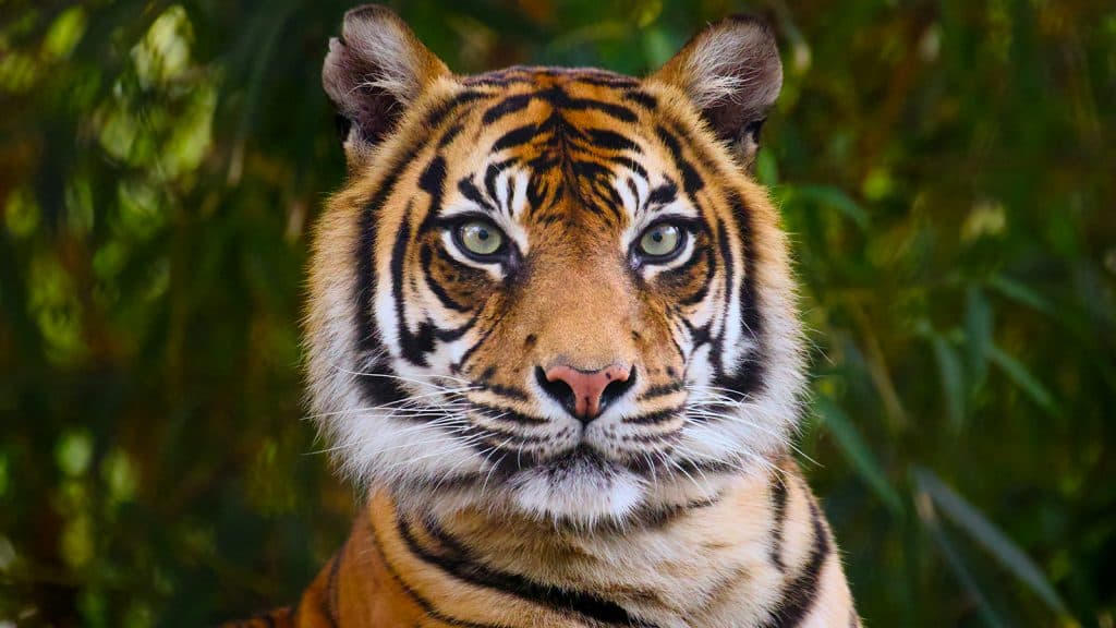 A tiger.