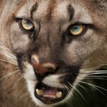 close up photograph of a mountain lion's face