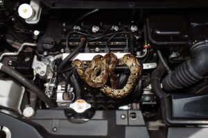 Drivers Are Finding Snakes Hiding in Their Cars — Best Life