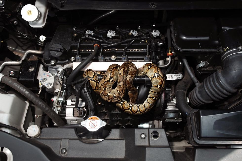 Drivers Are Finding Snakes Hiding in Their Cars — Best Life