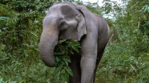 elephant
