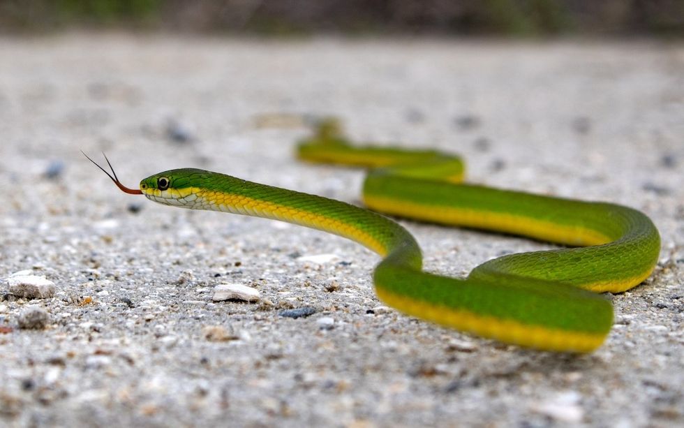 a rough greensnake on the ground outside
