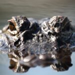 alligator with eyes poking out of water