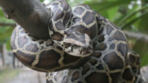 Burmese python in tree