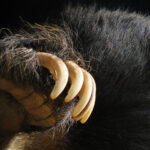 black bear paw close up