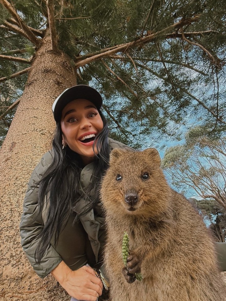 katy perry.Rottnest Island, Western Australia..Liked by .thewhitmore. and 12,143 others.mood: Quokka.6 m