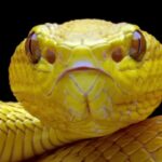 Yellow-pit-viper-snake