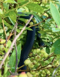 snake-surprises-american-idol-judge-carrie-underwood-in-her-orchard