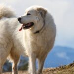 Great Pyrenees dog