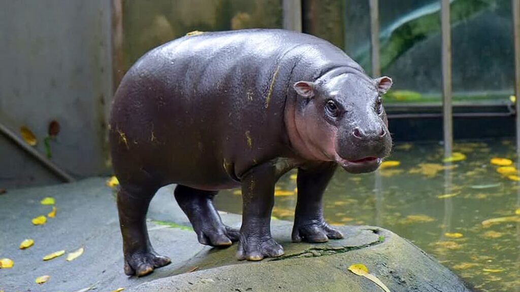 Terminally ill Thai boy gets final wish to see viral pygmy hippo Moo Deng
