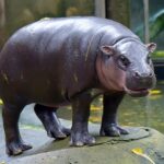 Terminally ill Thai boy gets final wish to see viral pygmy hippo Moo Deng