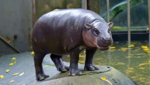 Terminally ill Thai boy gets final wish to see viral pygmy hippo Moo Deng