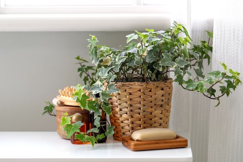 English ivy on a shelf in the bathroom
