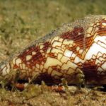 cone snail