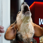 dog barking at Ring Doorbell from Wendy's tv spot