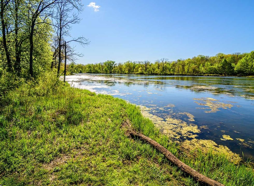 green grass and trees next to a riverbank