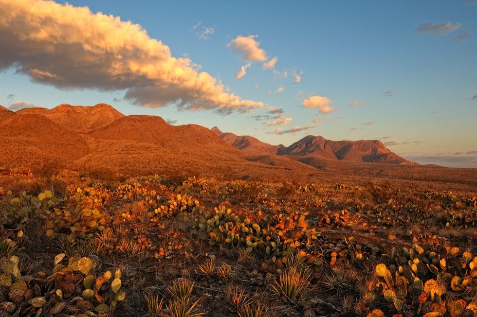 Southern Rocky Mountains and flowers in El Paso, Texas at sunrise