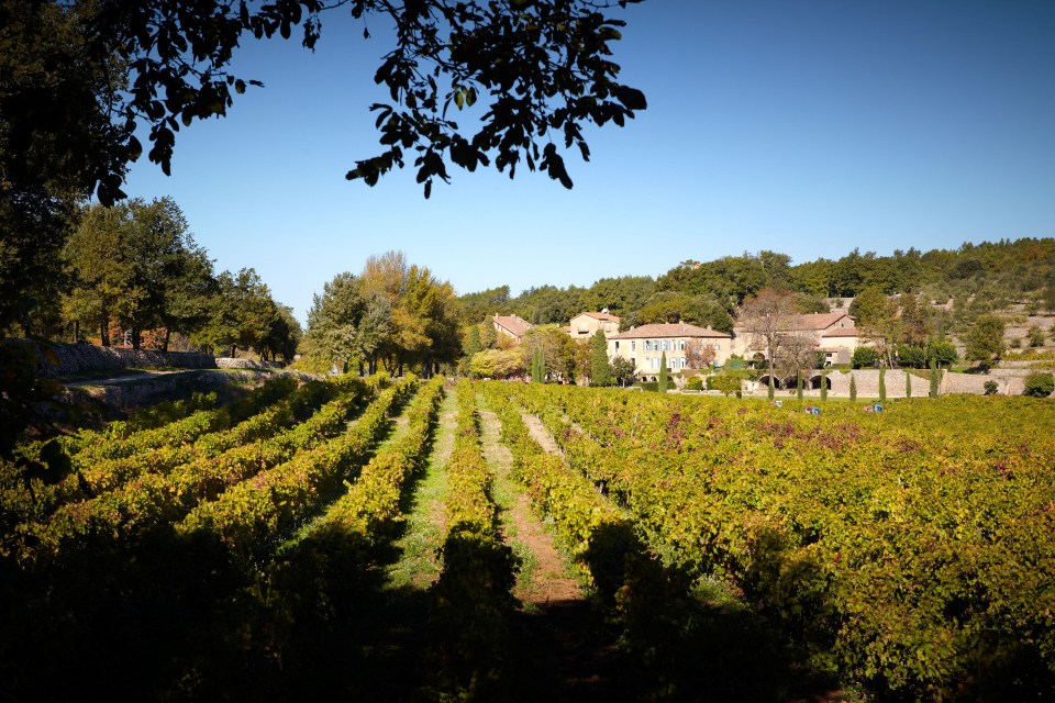 Chateau Miraval vineyard in Provence, France.