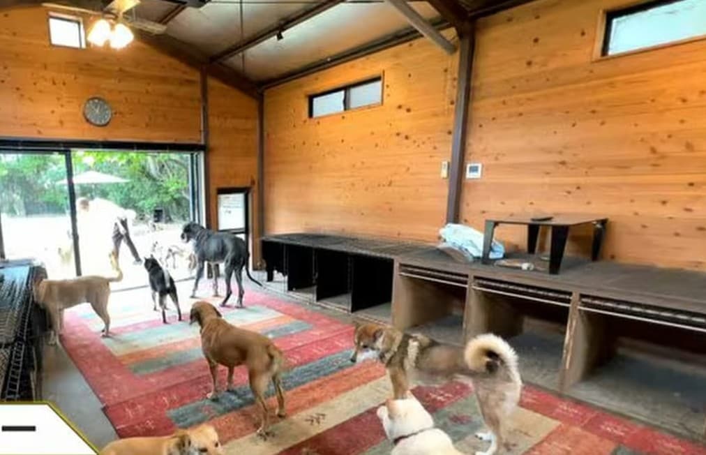 Dogs roam freely at the Wansfree Canine Rescue center.