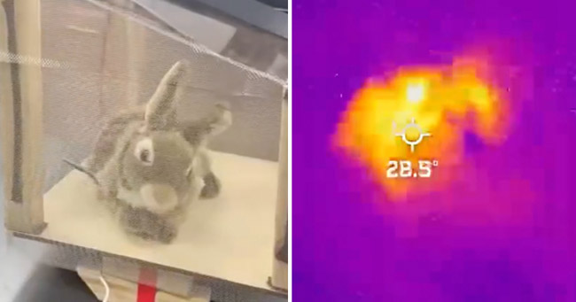 robot-rabbits