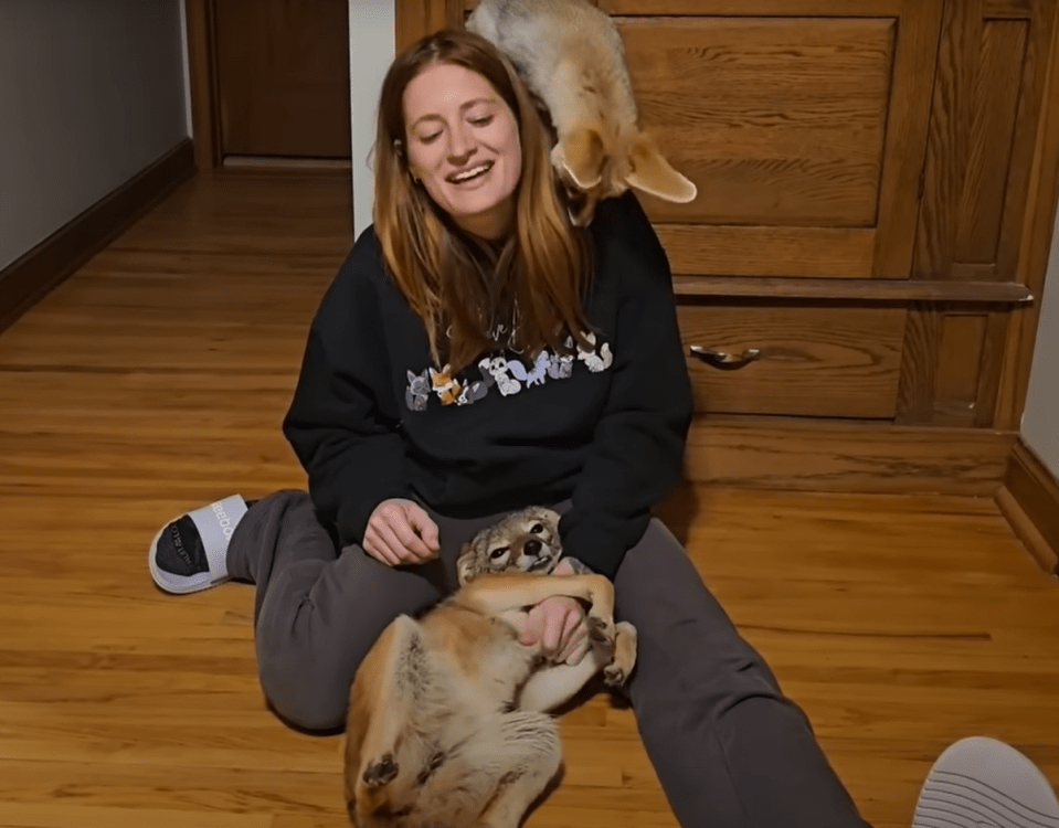 Woman sitting on the floor playing with two fennec foxes.