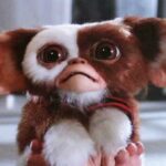 photo of gizmo from gremlins