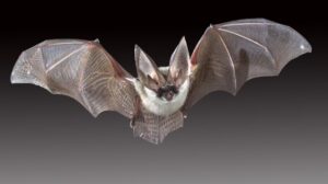flying-bat