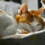 A cat naps in the sun.
