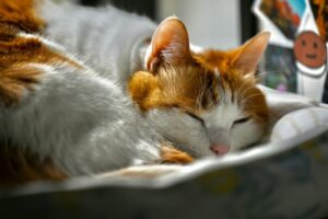 A cat naps in the sun.