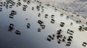 flies on car windshield