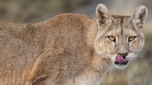mountain lion