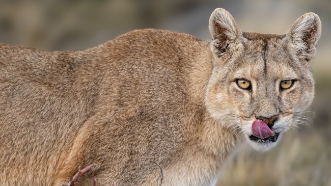 mountain lion