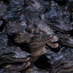 congregation of alligators all huddled up together
