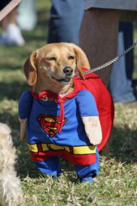 Bambi, a Daschund mix, is dressed as Superman at a Halloween costume parade and contest for dogs, 29 October 2006, in Long Beach, California.   AFP PHOTO / Robyn BECK  (Photo credit should read ROBYN BECK/AFP via Getty Images)