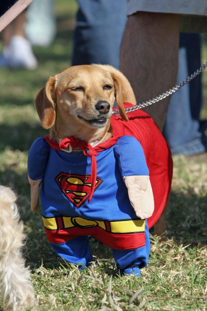 Bambi, a Daschund mix, is dressed as Superman at a Halloween costume parade and contest for dogs, 29 October 2006, in Long Beach, California.   AFP PHOTO / Robyn BECK  (Photo credit should read ROBYN BECK/AFP via Getty Images)