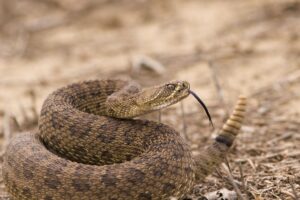 Every Venomous Snake in Your State