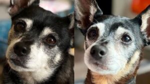 Family adopts new dog only to find out its the father of their old one