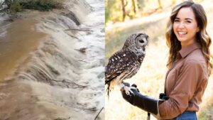 Maya Higa’s animal sanctuary cut off by Texas floods as fans and streamers rally to help