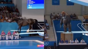 New AI TikTok trend turns animals into olympic divers