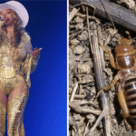 Post-Beyoncé Concert, Fan Saw Scary Bug, Led Escalator Stampede