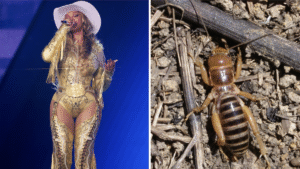 Post-Beyoncé Concert, Fan Saw Scary Bug, Led Escalator Stampede