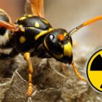 wasp-nest-nuclear-waste-storage-site