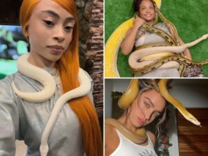 Stars With Snakes