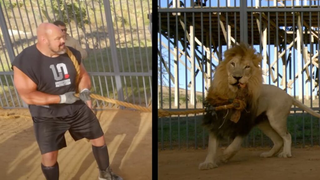 Strongman plays tug of war with a lion in latest MrBeast video